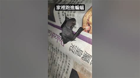 蝙蝠跑進來家裡